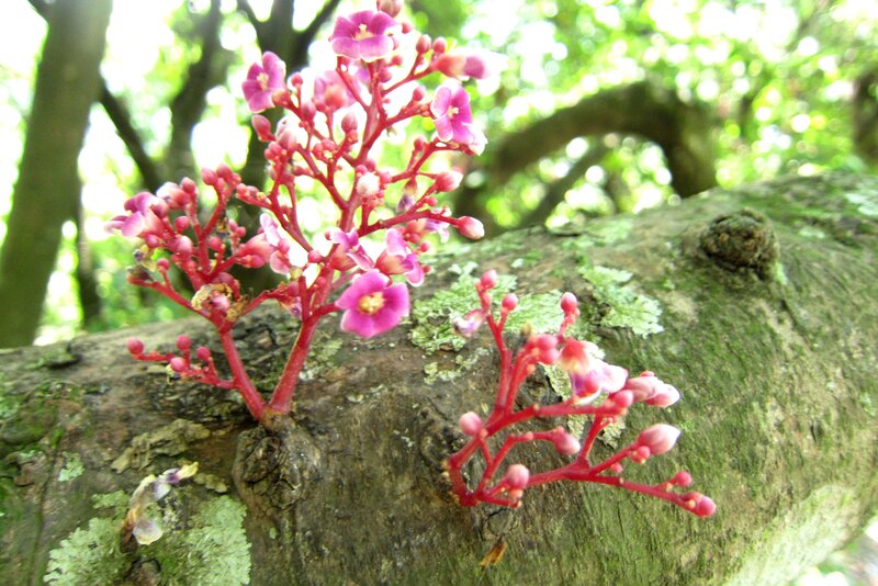 Carambola Tree Flowers
