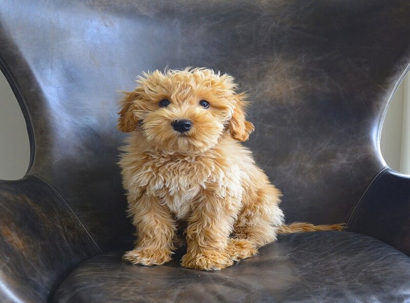 Caramel-colored Puppy