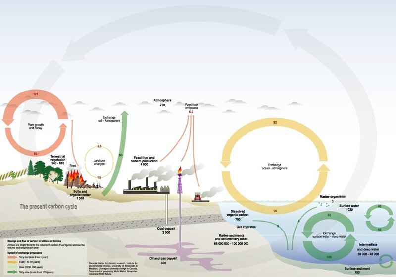 Carbon cycle diagram