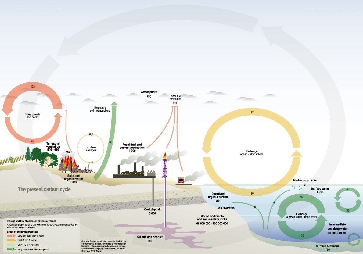 Carbon cycle diagram