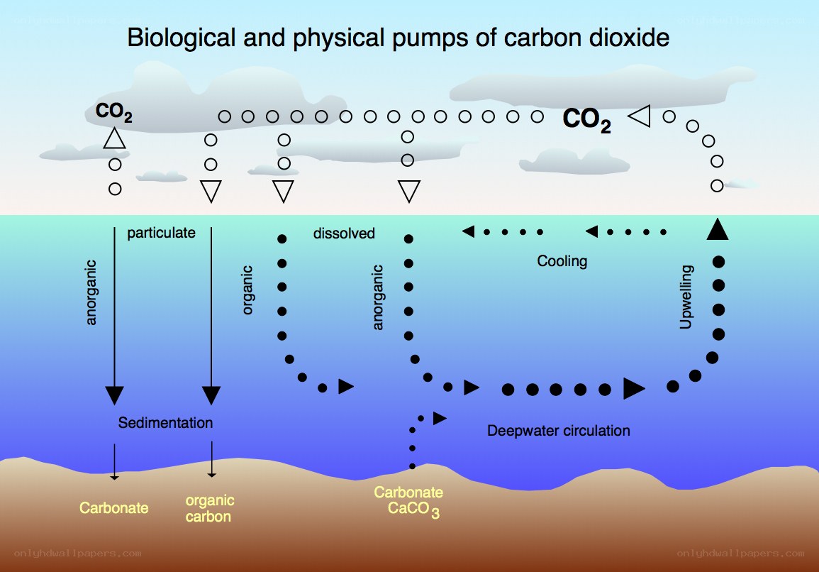 Carbon dioxide pumps diagram