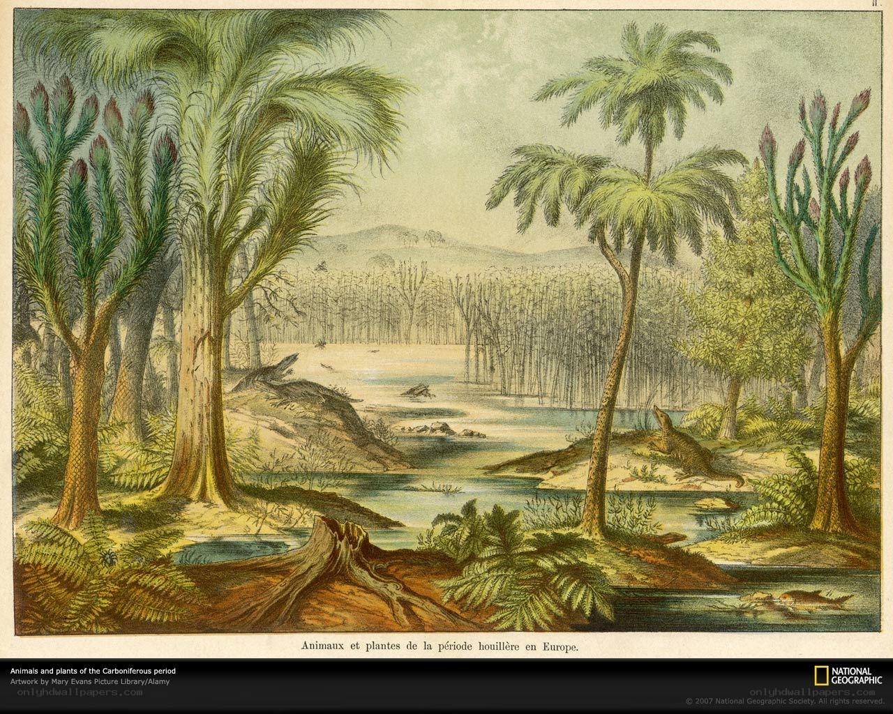 Carboniferous period life