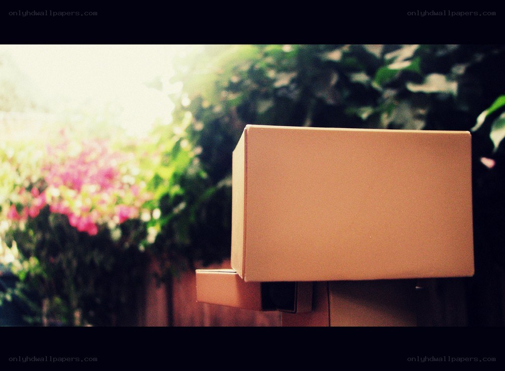 Cardboard box in garden