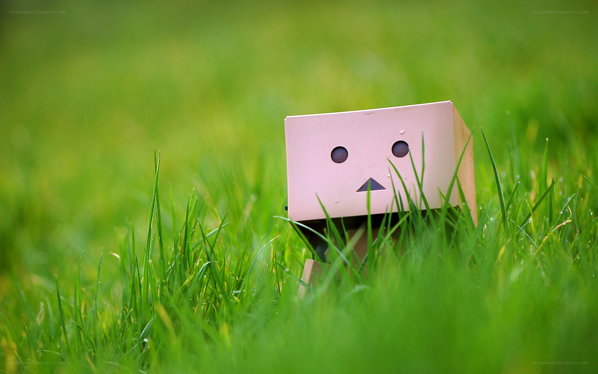 cardboard box robot in grass
