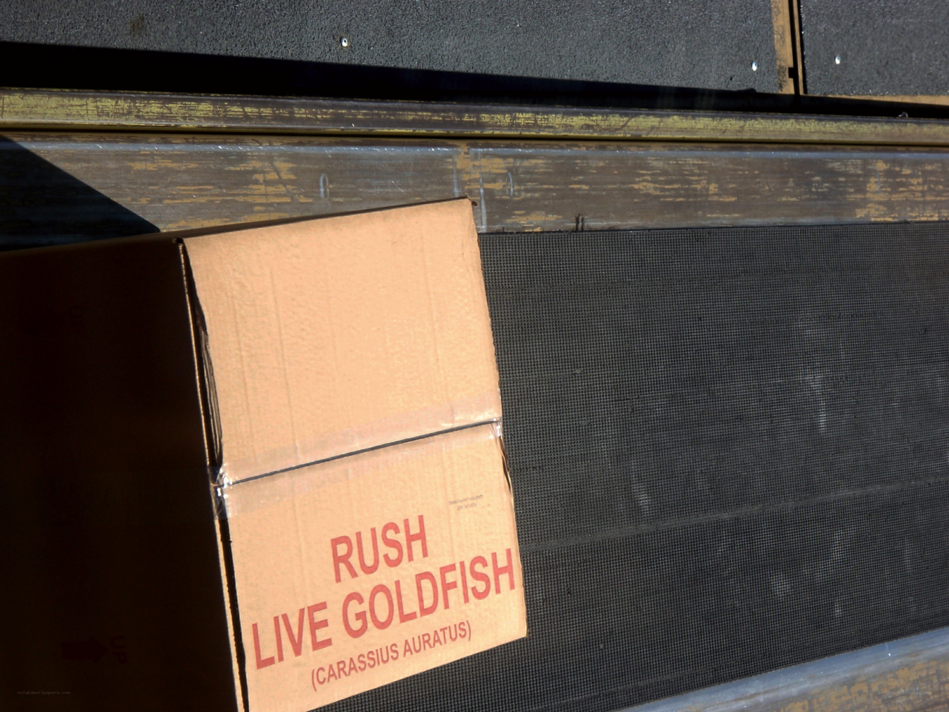 Cardboard box with goldfish label