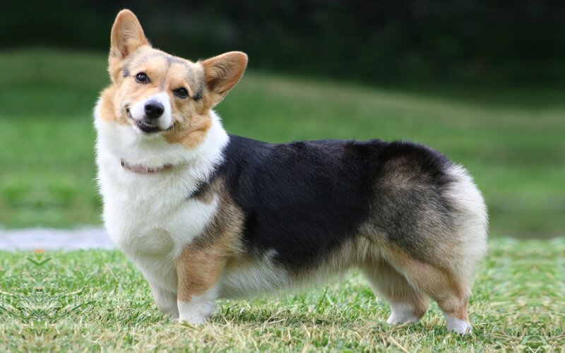 Cardigan Welsh Corgi