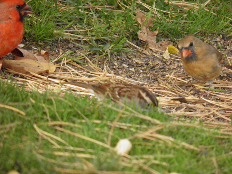 Cardinal and Sparrows — Green