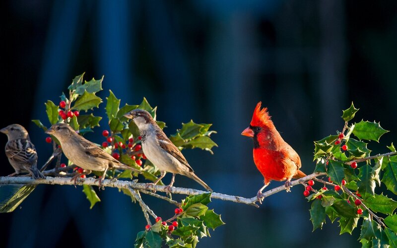 Cardinal and Sparrows — Red