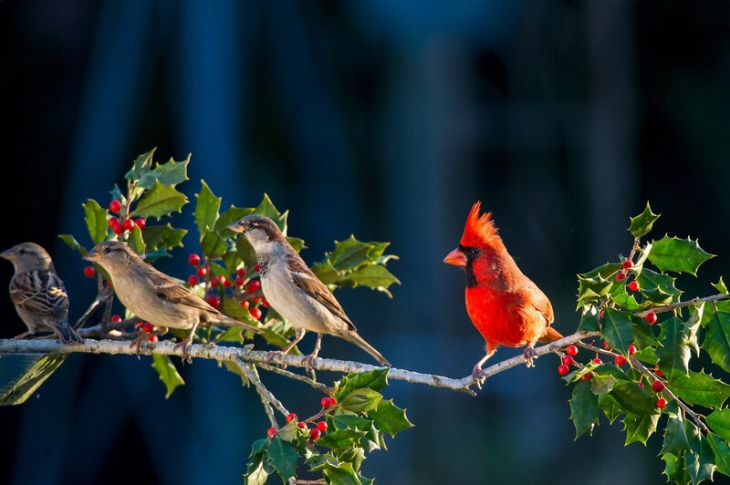 Cardinal and Sparrows