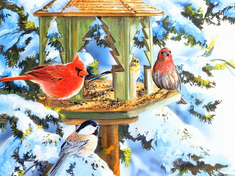 Cardinal at Bird Feeder