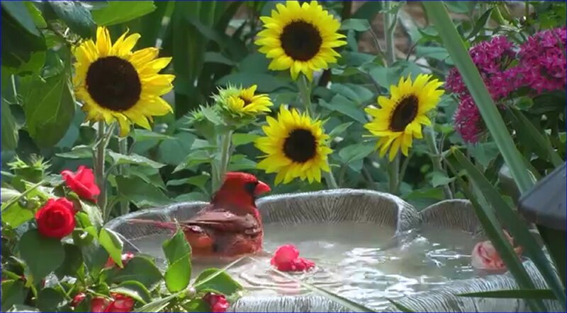 Cardinal Bird in Birdbath