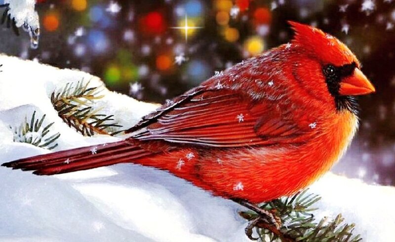 Cardinal Bird in Snow — Red, Festive