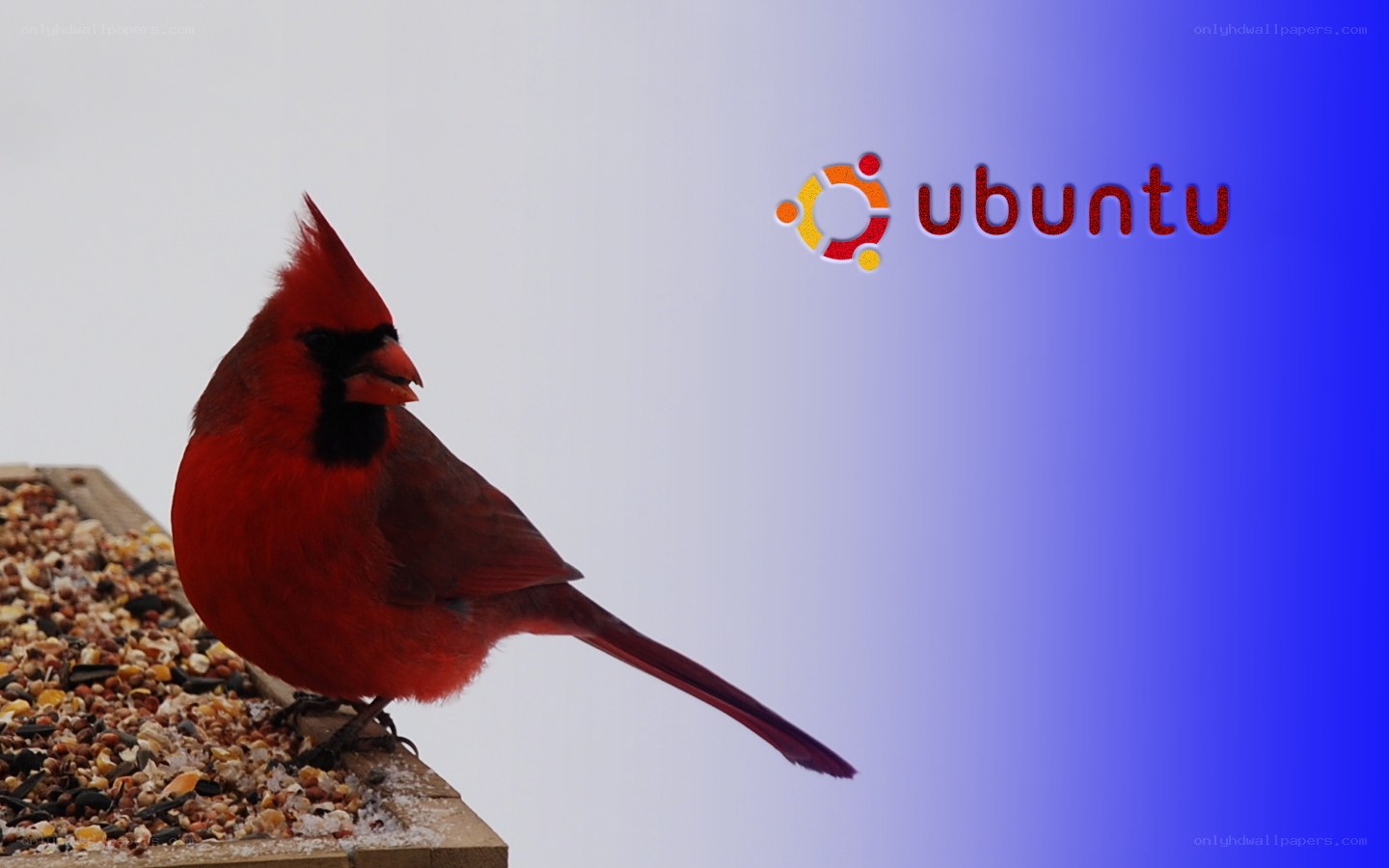 Cardinal bird on a feeder
