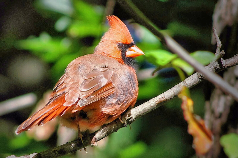 Cardinal Bird on Branch — Red, Natural