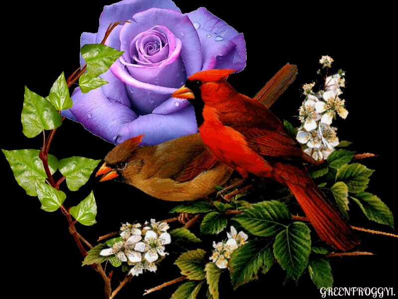Cardinal Birds and Rose
