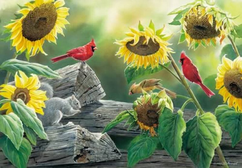 Cardinal Birds and Squirrel