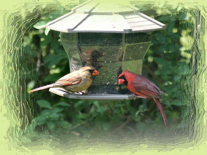 Cardinal Birds at Feeder — Red, Calm