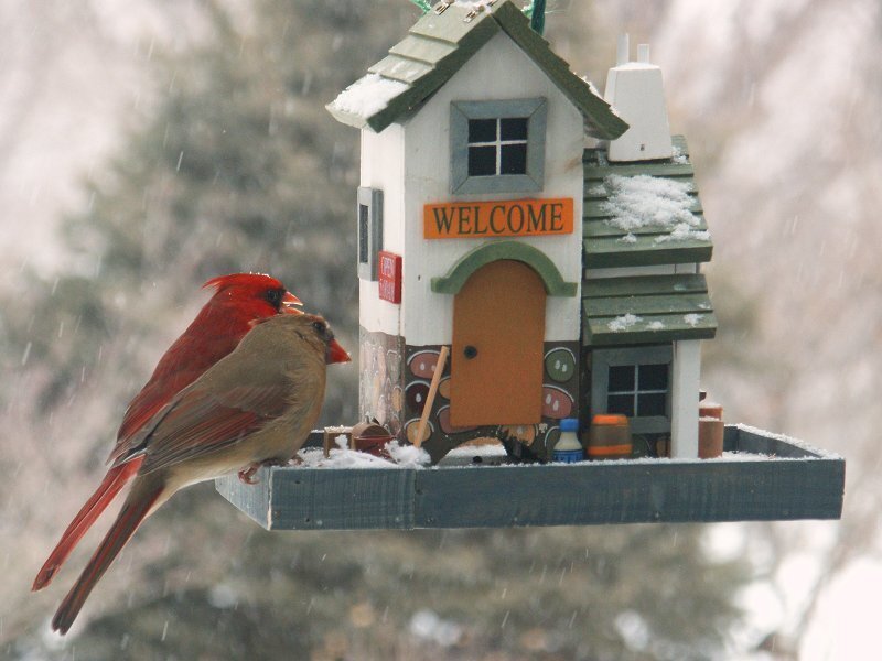 Cardinal Birds at Feeder — Red, Calm, Winter