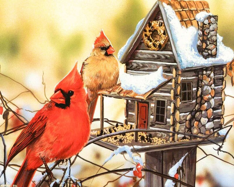 Cardinal Birds at Feeder — Red, Peaceful