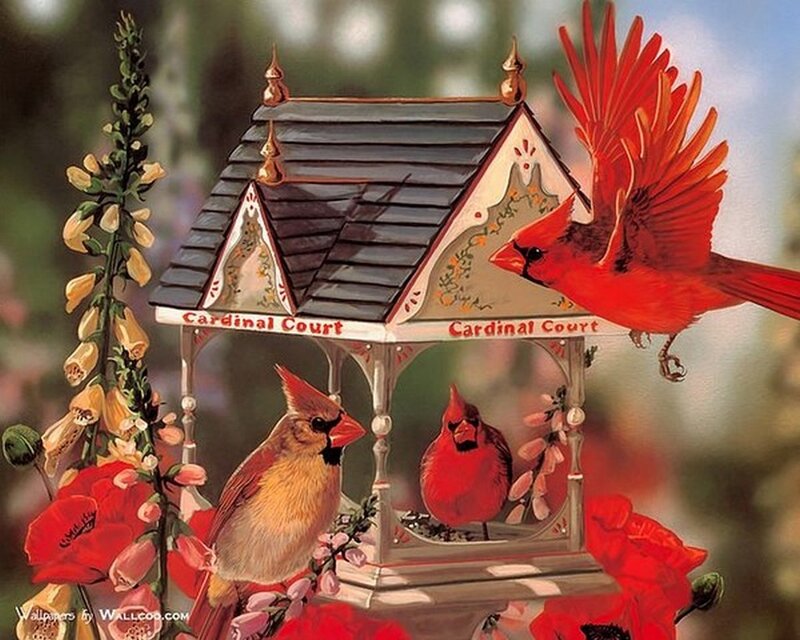 Cardinal Birds at Feeder — Red, Serene, Spring