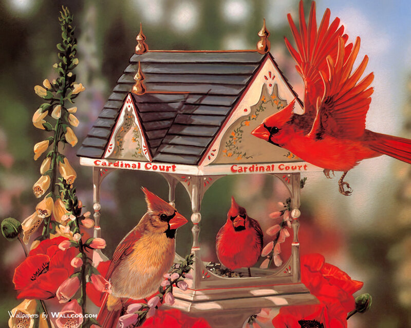 Cardinal Birds at Feeder — Red, Serene