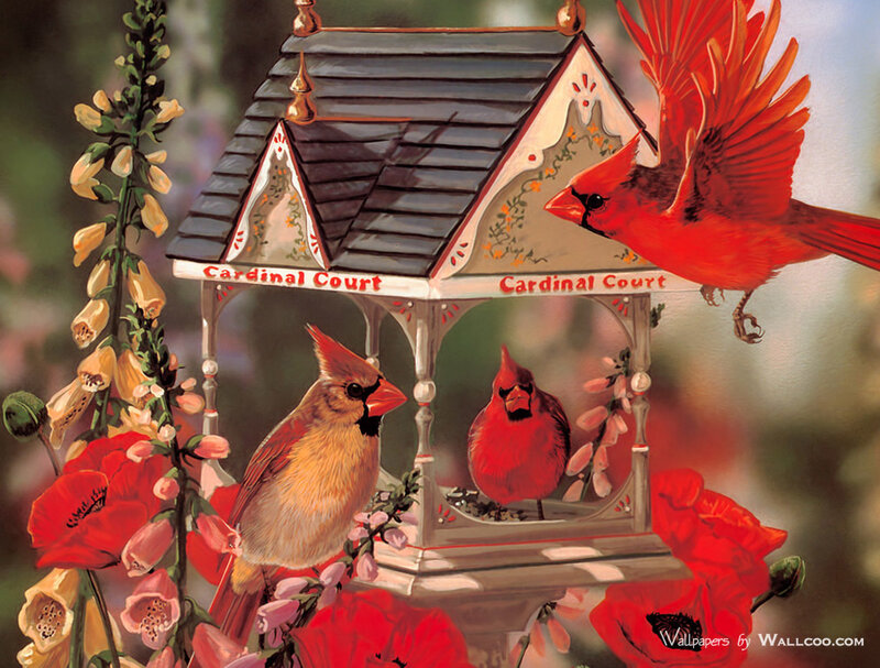 Cardinal Birds at Feeder — Red
