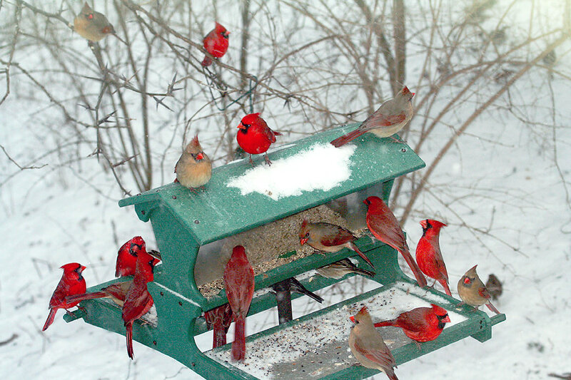 Cardinal Birds at Feeder