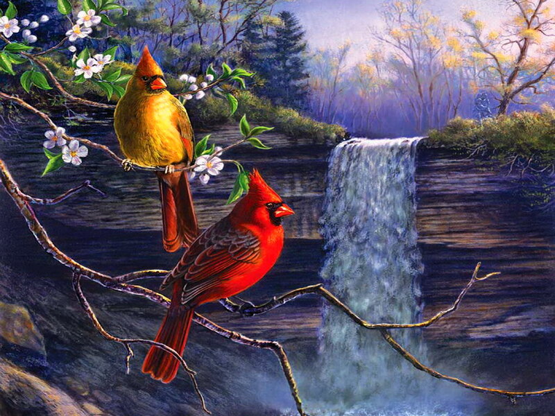 Cardinal Birds by Waterfall — Red