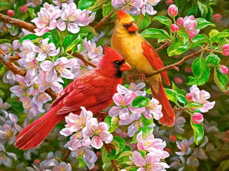 Cardinal Birds in Blossoms