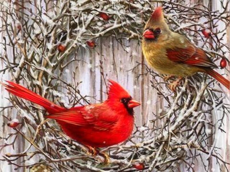 Cardinal Birds in Branches