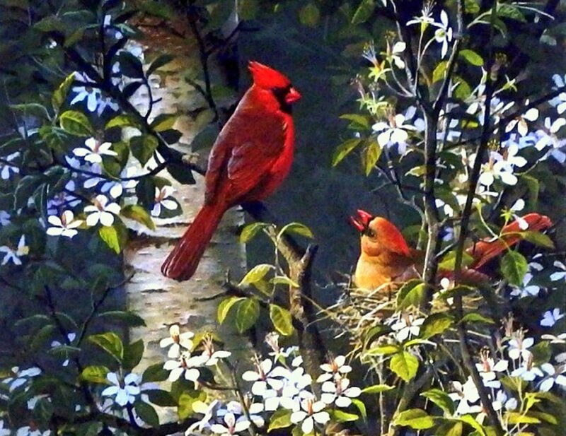 Cardinal Birds in Nest — Red, Serene