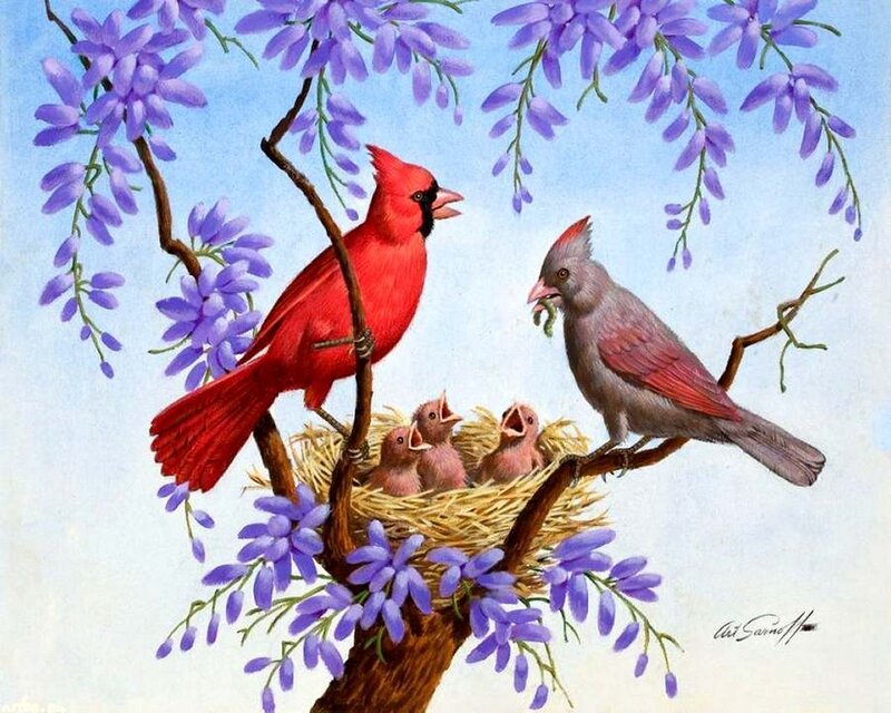 Cardinal Birds in Nest — Red