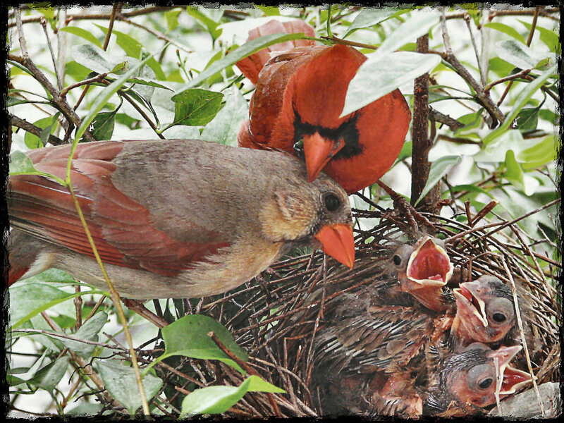 Cardinal Birds in Nest