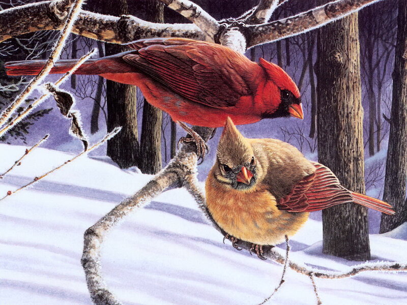 Cardinal Birds in Snow — Red, Calm