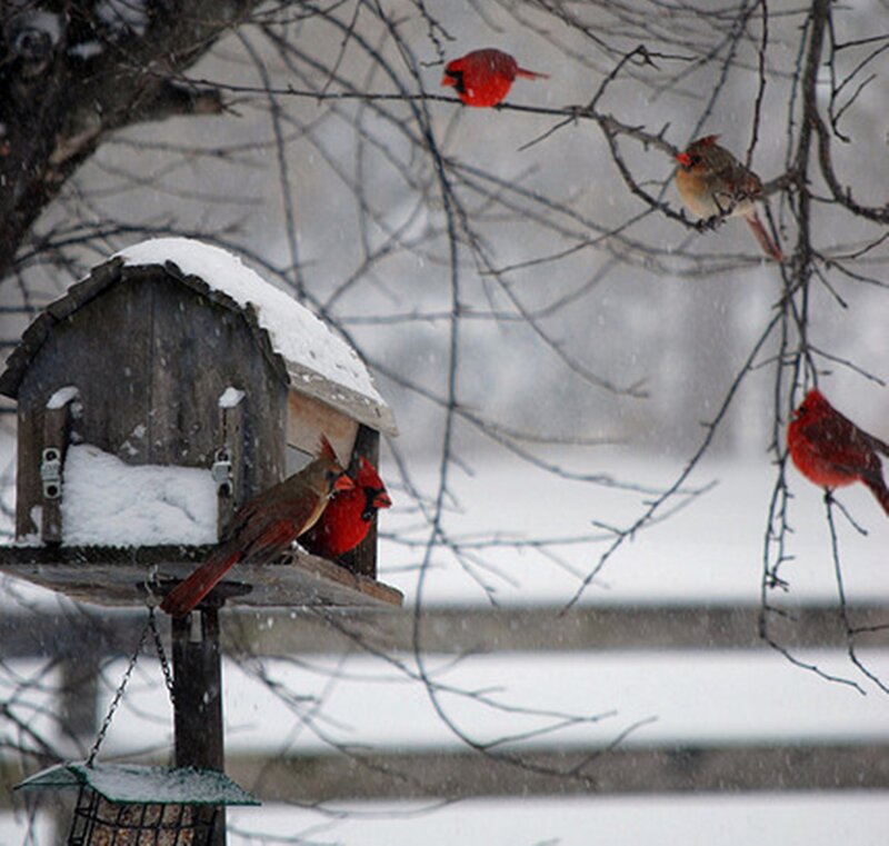 Cardinal Birds in Snow — Red, Cold