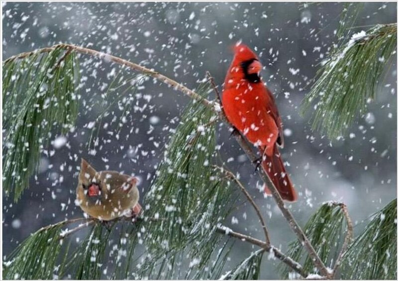 Cardinal Birds in Snow — Red, Cold, Winter