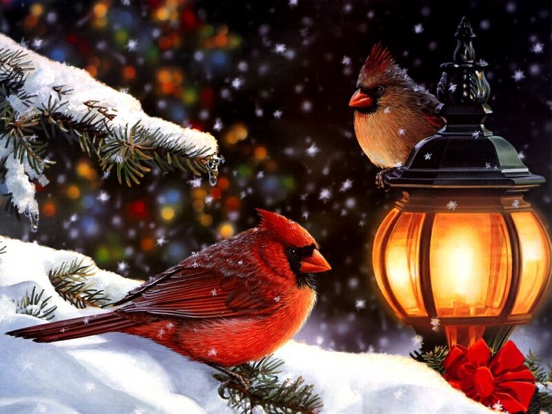 Cardinal Birds in Snow — Red, Festive, Night