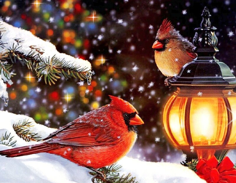 Cardinal Birds in Snow — Red, Festive, Winter