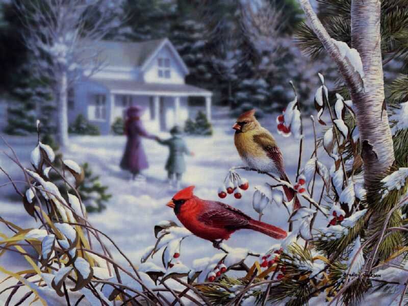 Cardinal Birds in Snow — Red, Peaceful