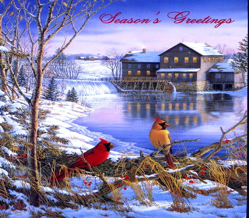 Cardinal Birds in Snow — Red, Peaceful, Winter