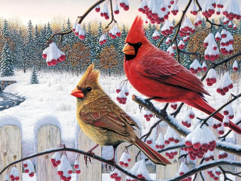 Cardinal Birds in Snow — Red, Serene, Winter, Illustration