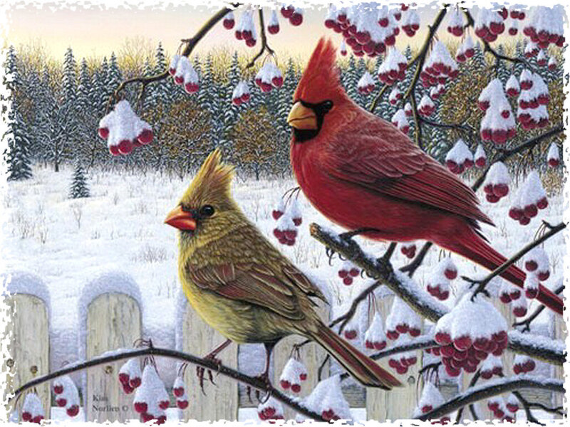 Cardinal Birds in Snow — Red, Serene, Winter
