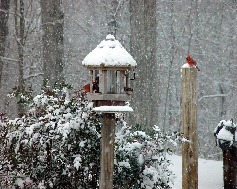 Cardinal Birds in Snow — White, Calm
