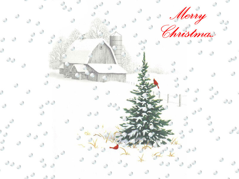 Cardinal Birds in Snow — White, Peaceful, Winter