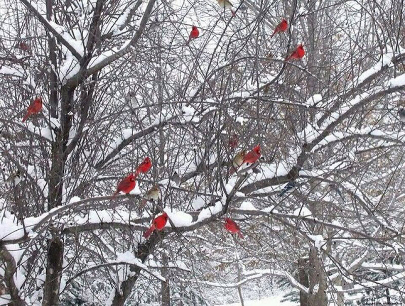 Cardinal Birds in Tree — Red