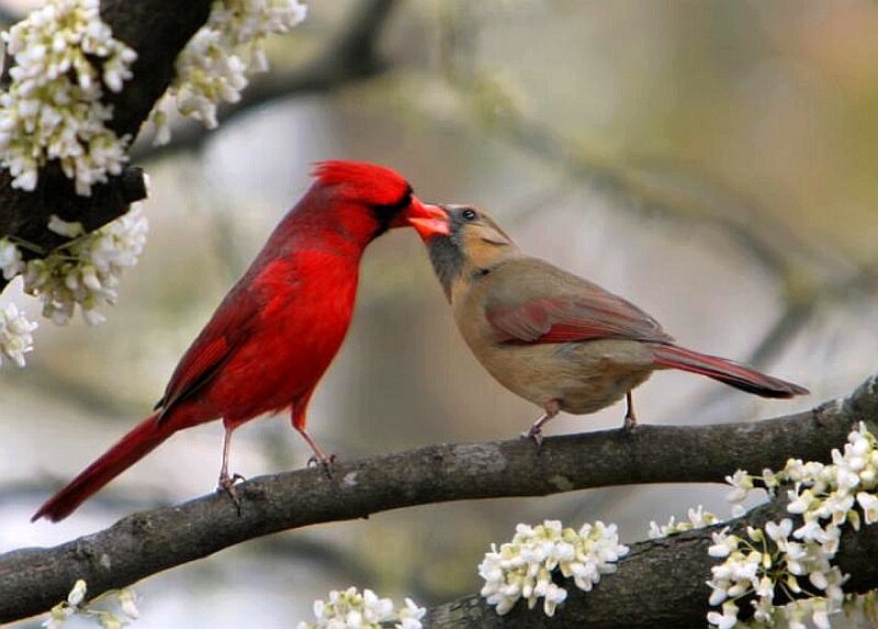 Cardinal birds on a branch