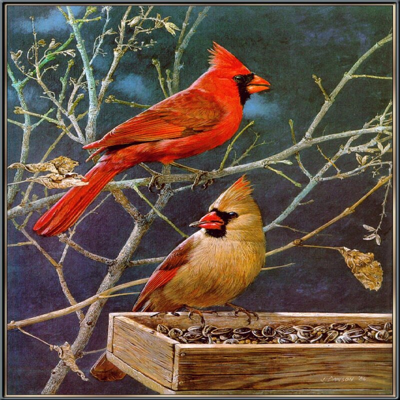 Cardinal Birds on Branch — Red, Calm, Night