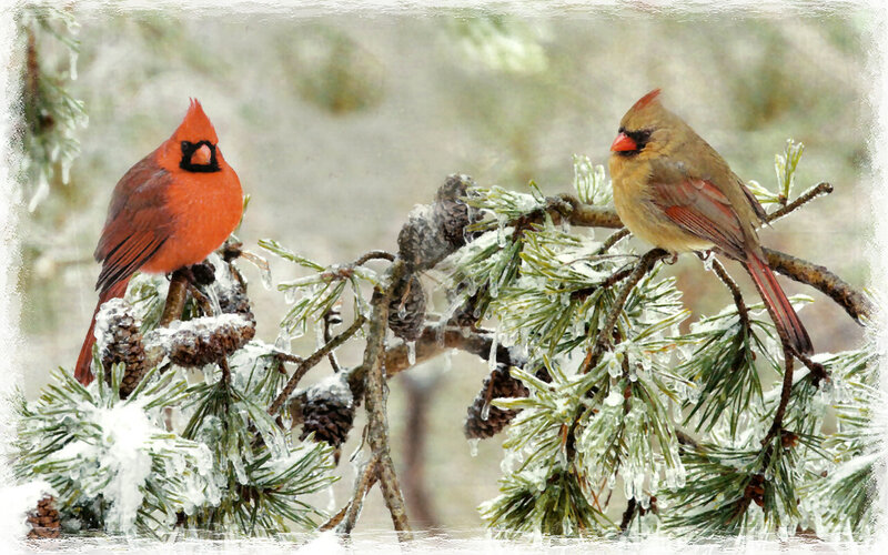 Cardinal Birds on Branch — Red, Cold