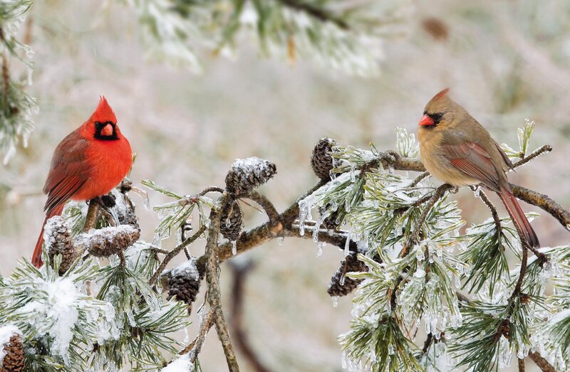 Cardinal Birds on Branch — Red, Cold, Winter