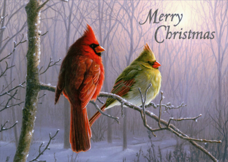 Cardinal Birds on Branch — Red, Serene, Winter, Illustration